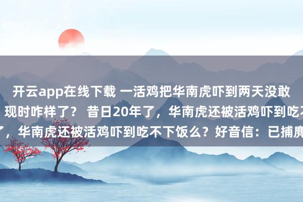 开云app在线下载 一活鸡把华南虎吓到两天没敢吃饭？别笑，这是真事！现时咋样了？ 昔日20年了，华南虎还被活鸡吓到吃不下饭么？好音信：已捕麂！